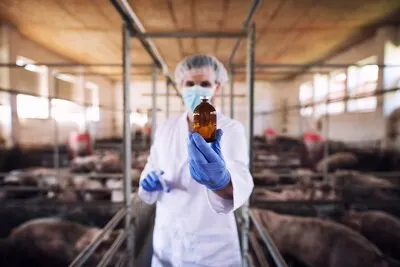 Veterinarian in protective clothes holding bottle with medicine at pig farm