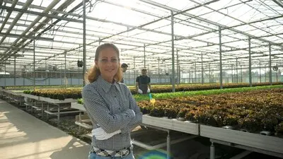 Woman gardener farmer harvesting organic salad during farming season growing vegetables in rural agricultural greenhouse. Plantation grown with hydroponic systems. Concept of agronomy
